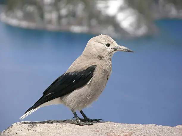 Photo of Clark's Nutcracker