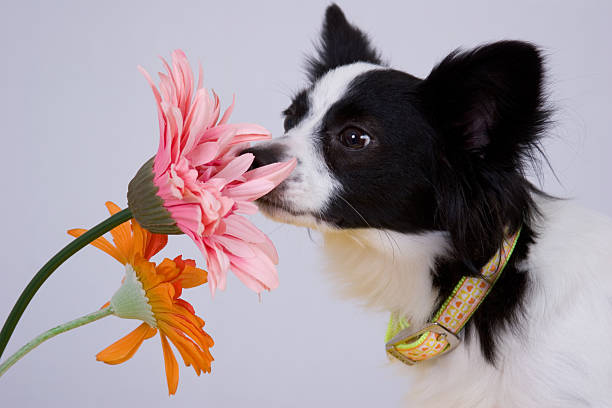 istock Stop and smell the flowers 1 145054608