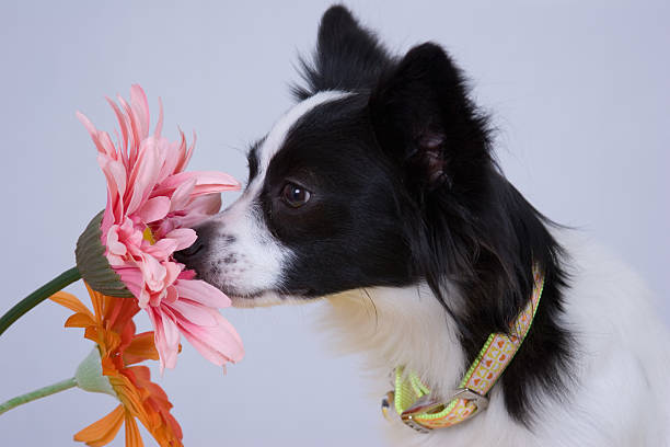 istock stop to smell the daisies 2 145054613