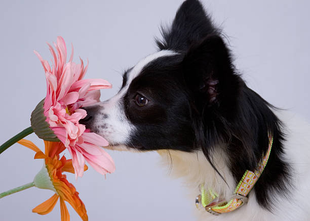 istock Stop to smell the daisies 3 145054615