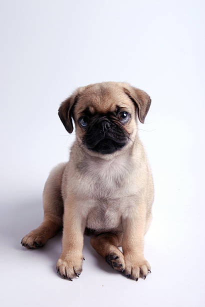 istock pug waiting for food 145054683