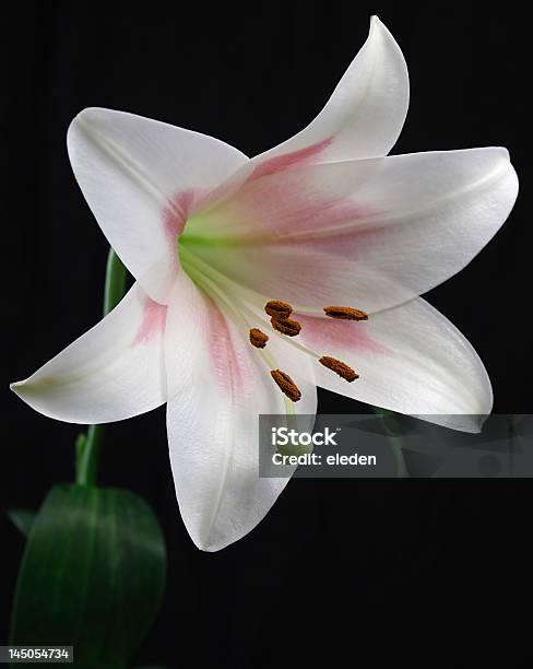 Foto de Lilium Candidum Em Preto E Branco e mais fotos de stock de Amarelo - Amarelo, Beleza, Beleza natural - Natureza