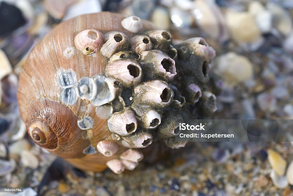 Barncle Without Shell Shell With Barnacles Stock Photo - Download Image Now - Animal, Animal ...