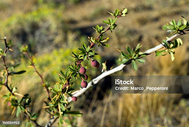 Calafate - Fotografias de stock e mais imagens de Antártida - Antártida, Argentina, Chaltén