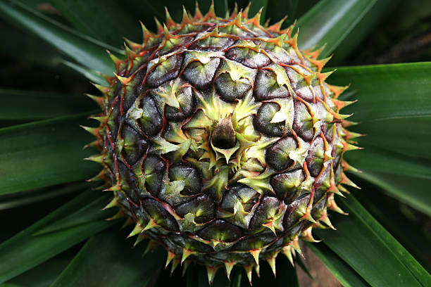 Pineapple Blooming stock photo
