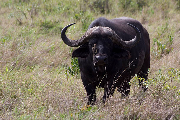 istock Cape buffalo with bird in face 145055326