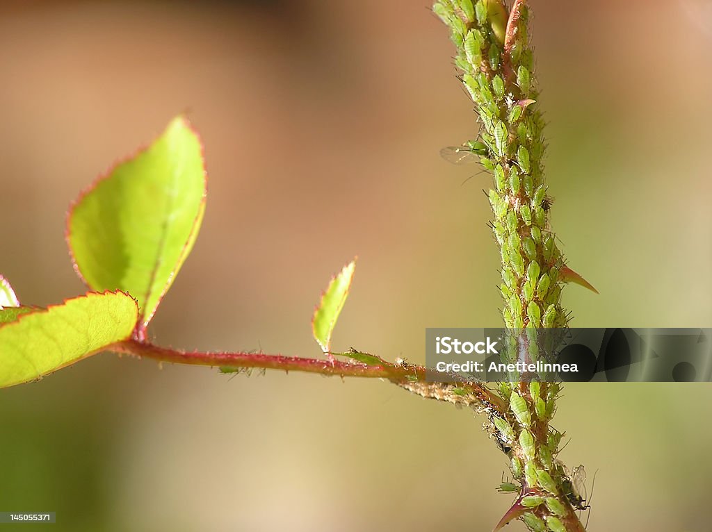aphides Close-up of rose stalk with lots of aphides Rose - Flower Stock Photo