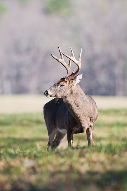 istock Whitetail deer buck in a field 145055457
