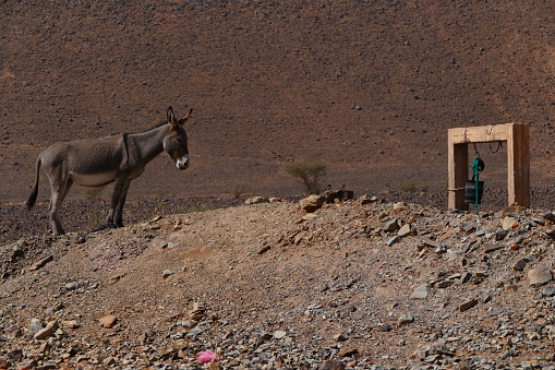 The donkey in the desert or almost, Morocco