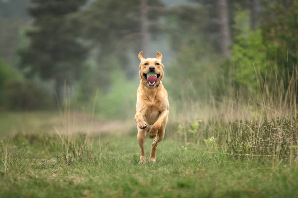 istock Fox Red Labrador playing in the forest with his ball 1450557258
