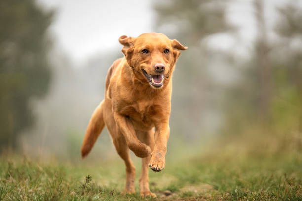 istock Fox Red Labrador running in the forest towards the camera 1450557303