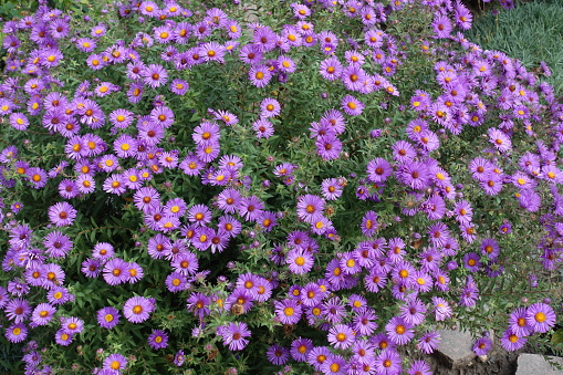 Loads of purple flowers of Symphyotrichum novae-angliae with bees in October