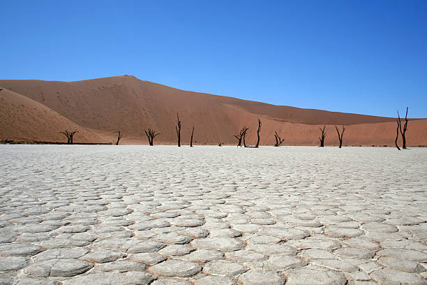 Death in the Namib Desert stock photo