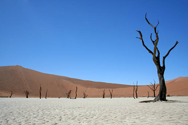 Death in the Namib Desert stock photo