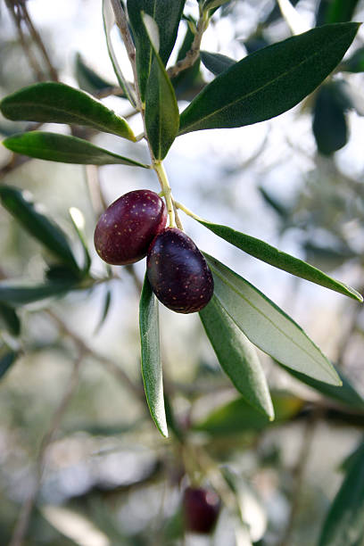 Olive stock photo