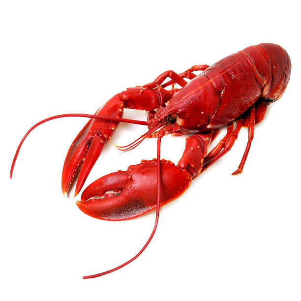 istock Whole red lobster isolated on white background 145055984
