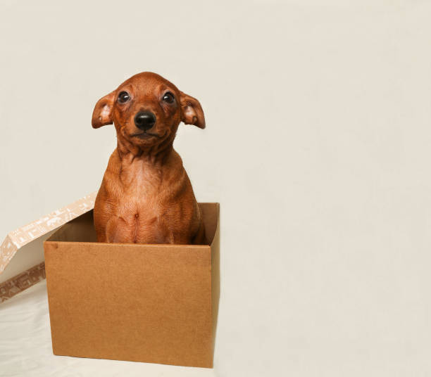 istock A brown puppy in a box on a light background. 1450559952