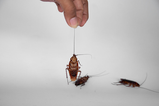 hand holding cockroach on white background