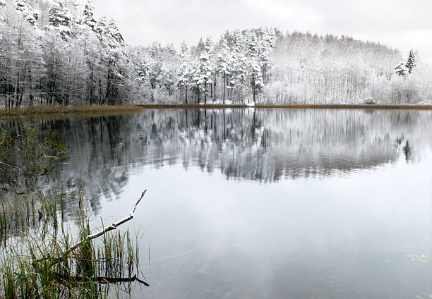 Jezioro leśne – zdjęcie