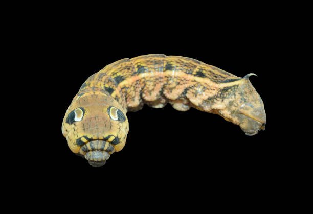 istock Caterpillar of hawkmoth 1450562853