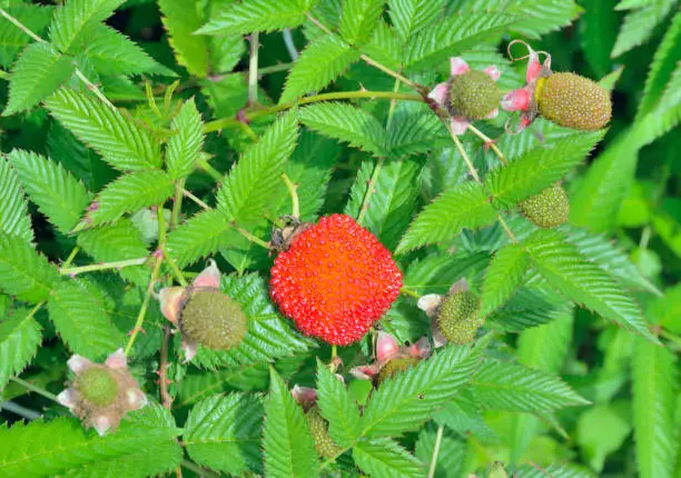 A close up of the berry of raspberry on branch (Tibetan raspberry), (Rubus illecebrosus).