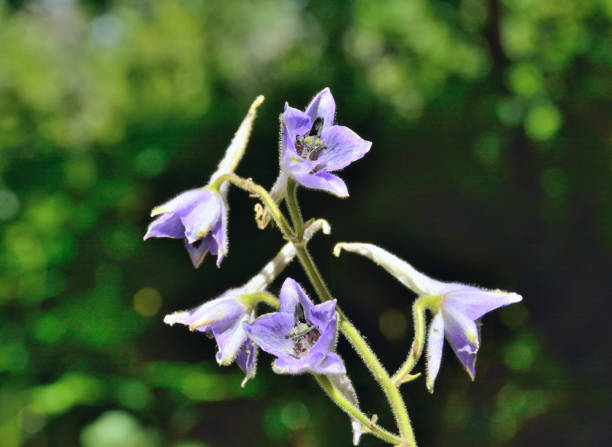 istock Flowers larkspur (Delphinium maackianum) 1450563020