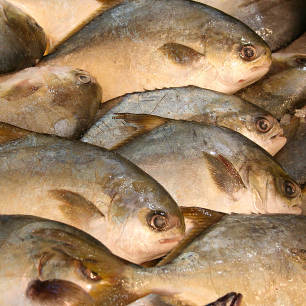 fresh fish background