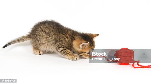 Katze Spielt Mit Garn Stockfoto und mehr Bilder von Hauskatze - Hauskatze, Schnur, Aufregung