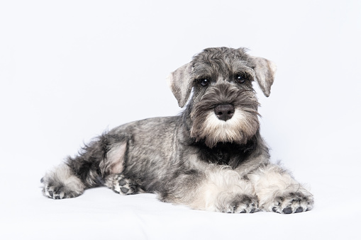 Schnauzer dog white-gray lies on a white background, copy space. Sad puppy miniature schnauzer. Tired puppy. Close-up portrait of a dog on a white background.