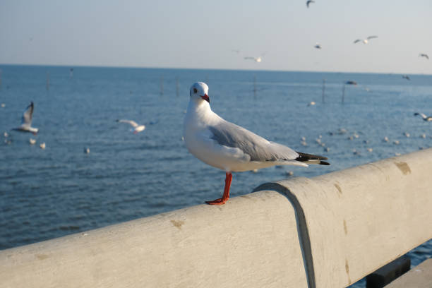 On the bright seashore, a seagull stood waiting for her mate.