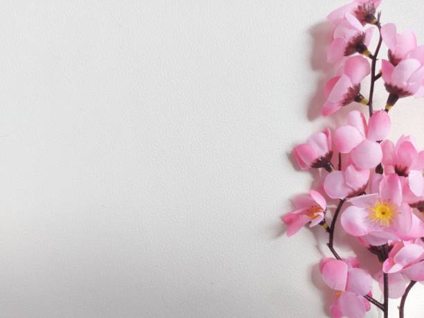 artificial cherry blossoms. artificial cherry blossoms. Isolated background in white bunga sakura stock pictures, royalty-free photos & images