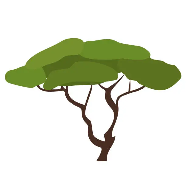 Vector illustration of Acacia isolated