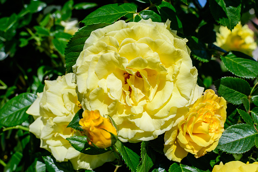 Beautiful rose shrub blooming in May -June.