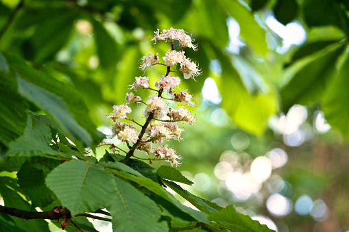 chestnut blossom on the branch of a chestnut tree. White flowers on the dagger. Spring time in the park. Flower photo from nature