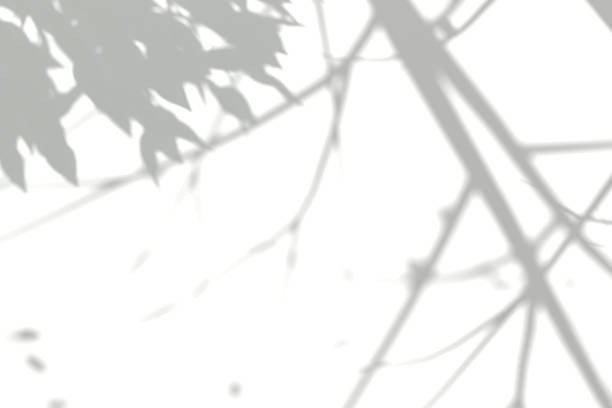 Simple shadow overlay of leaves and branches 3D