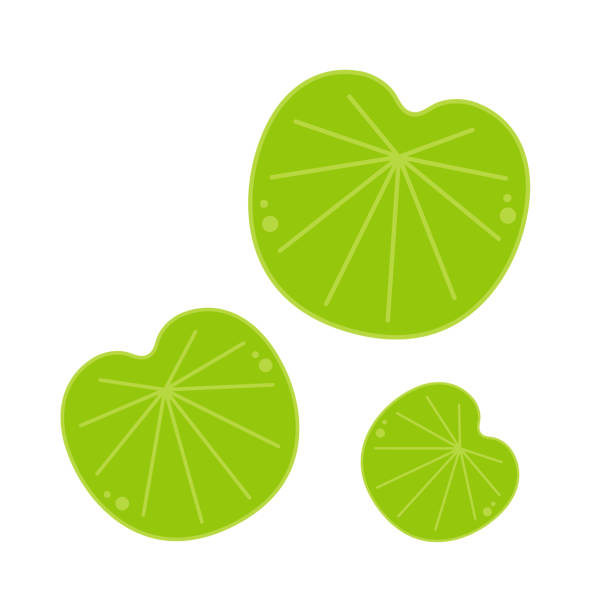 170+ Lotus Flower Free Cartoon Stock Photos, Pictures & Royalty-Free