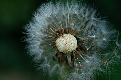 Extreme Close up of a Dandelion flower