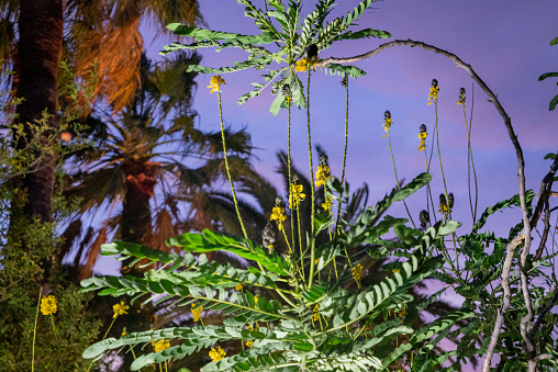 Blooming Senna didymobotrya, African senna, with the palms on the background at night