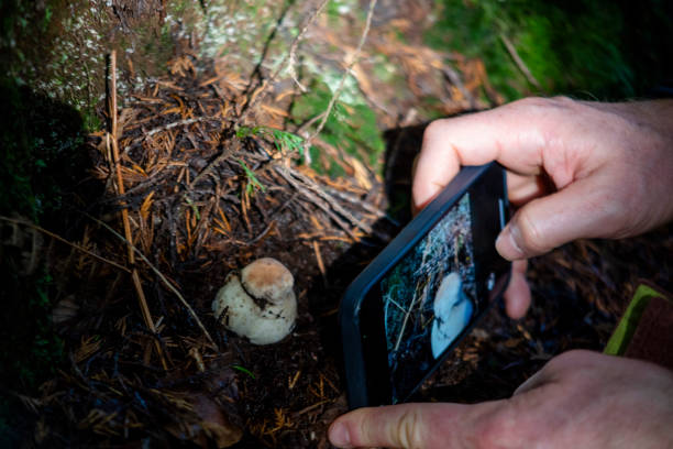 istock Mushroom hunting on Madeira island 1450576021