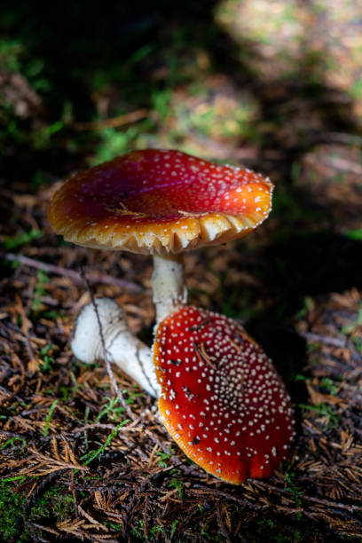 istock Mushroom hunting on Madeira island 1450576049