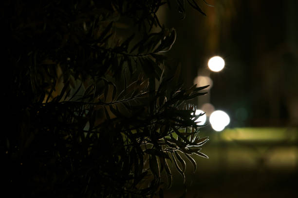 Cinematic shot of a plant branches at night with lantern's light in the back ground out of focus, glowing plant contour