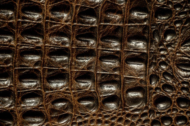 istock crocodile skin dark brown closeup as background 1450580936