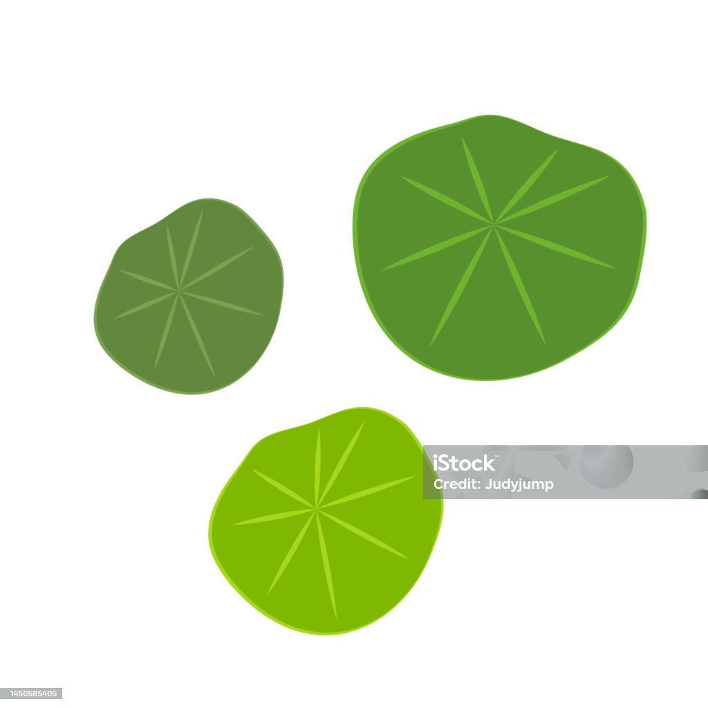 Lily Pad Vector Lily Cartoon Vector On White Background Stock