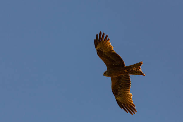 Milvus migrans Milvus migrans. Black kite with majestic flight. milvus migrans stock pictures, royalty-free photos & images