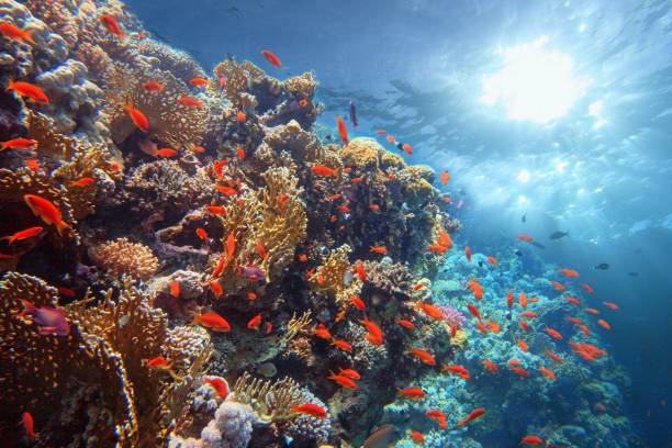 magnifique récif corallien tropical avec des rayons de soleil brillant sous l’eau. - scuba diving flash photos et images de collection