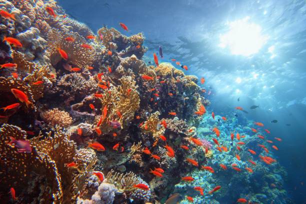istock Beautiful tropical coral reef with sun beams shining underwater. 1450588694