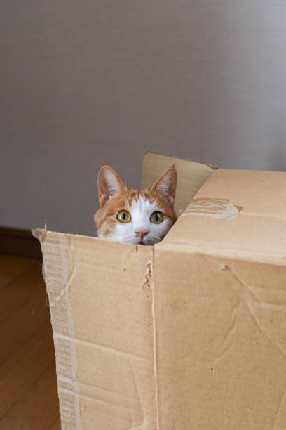 istock A cat peeking out of a cardboard box 1450590281