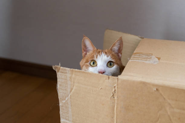 istock A cat peeking out of a cardboard box 1450590365