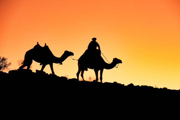 istock Camel and bedouin at sunset in Jordan 1450591129