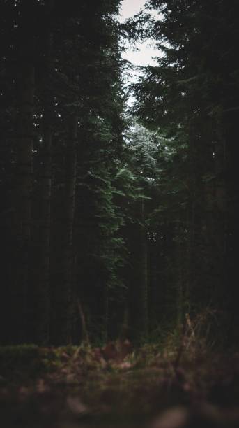 istock Vertical shot of a mysterious forest with tall trees 1450592433
